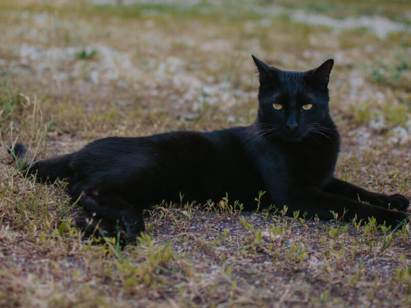 Mačak Blacky