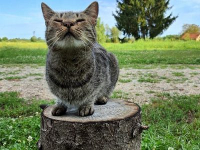 Mačke na skrbi Udruge - udomljavanje