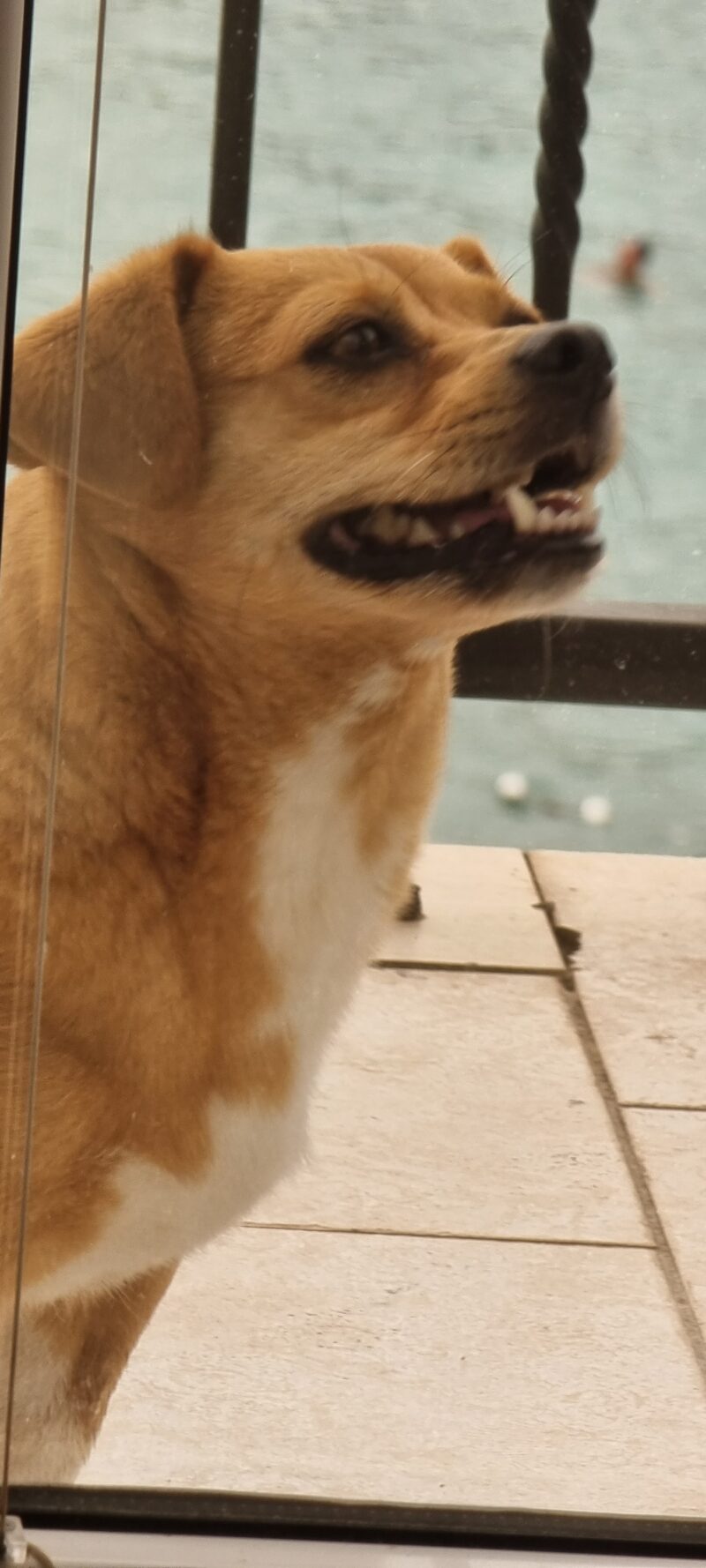 Nestao mi ne pas u Drnju!!! Manji smeđo-bijeli pas, ima 8 godina i zove se Pupa!